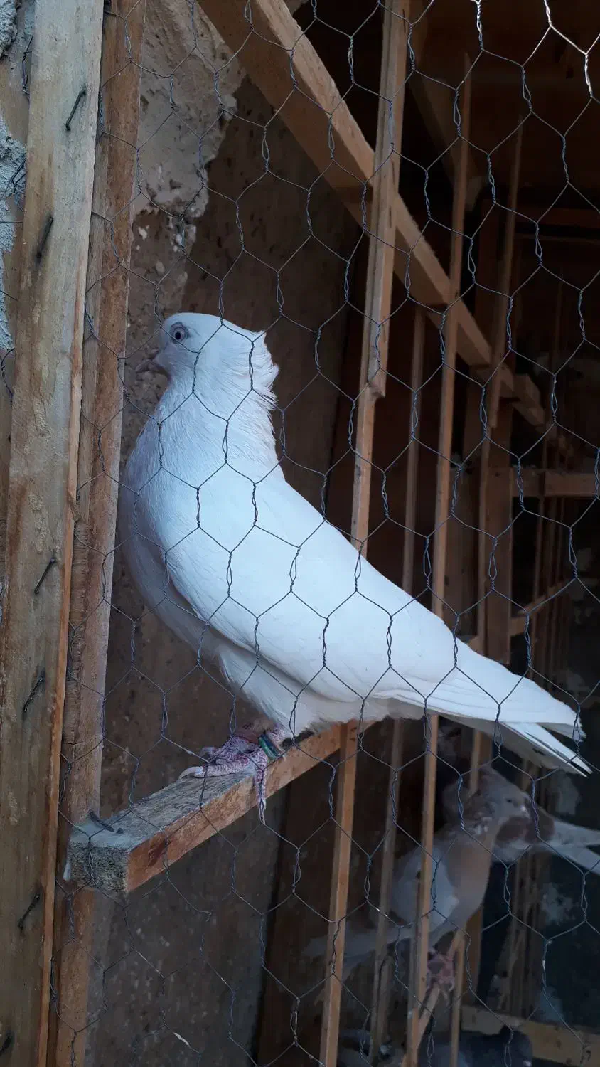 سفید اراکی|پرنده|چهاردانگه (تهران), |دیوار