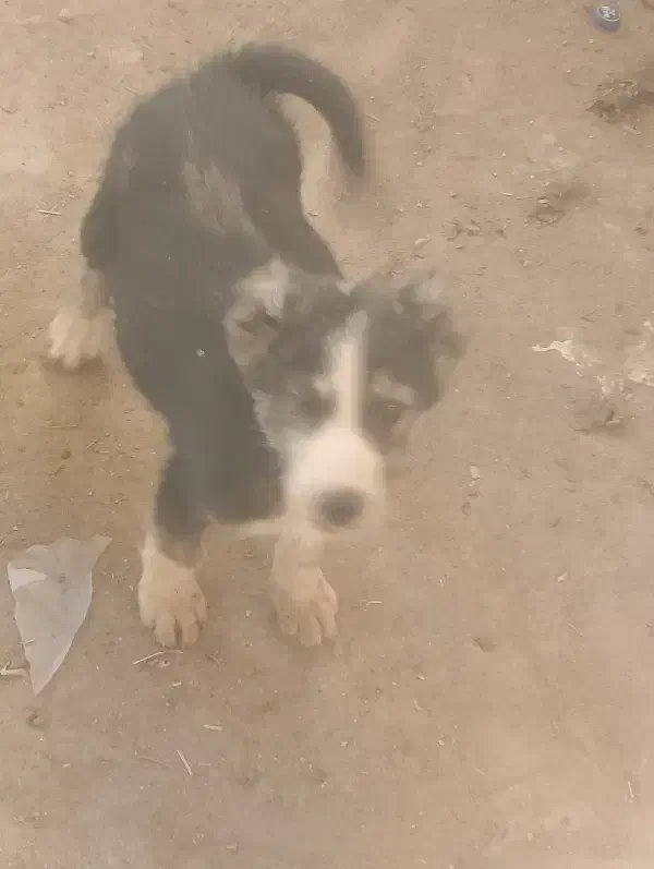 سگ افغان|سگ|مشهد, همت آباد|دیوار