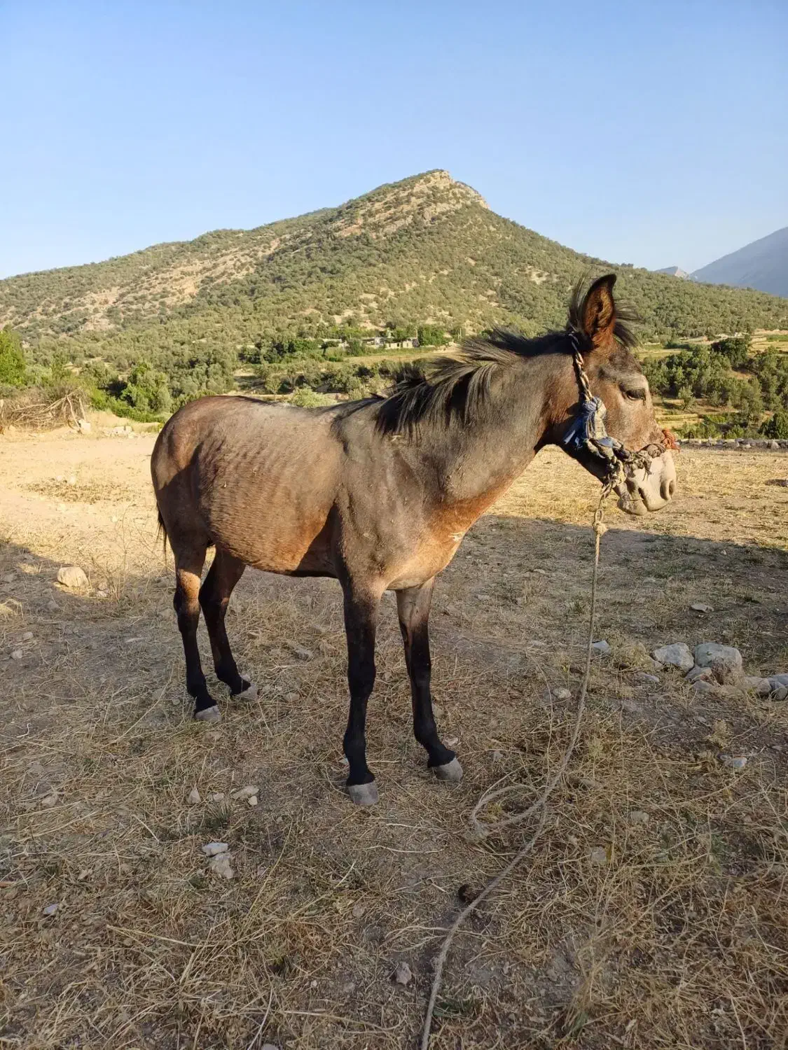 قاطر فروش|حیوانات مزرعه|لوداب, |دیوار