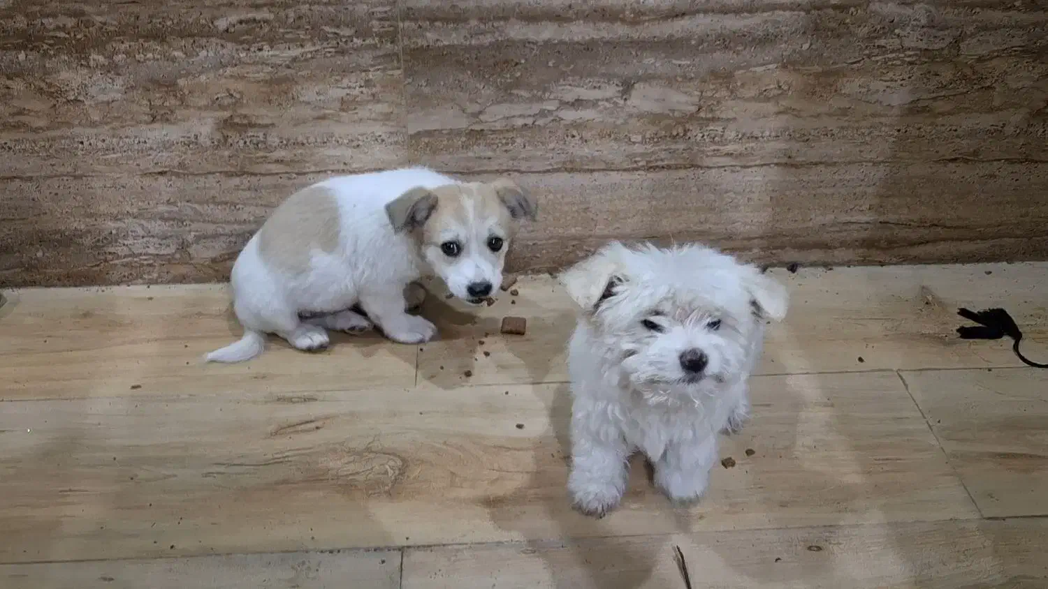 سگ پاکوتاه|سگ|تالش, هشتپر|دیوار