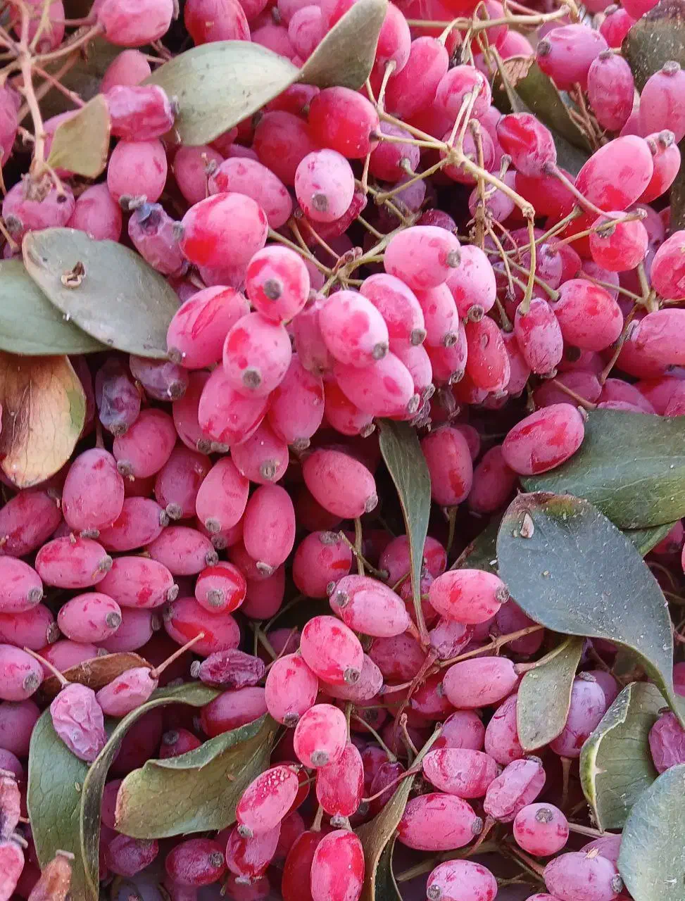 زرشک تازه|خوردنی و آشامیدنی|فردوس (خراسان), |دیوار