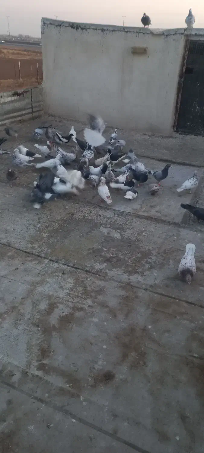 کفتر پرشی|پرنده|قزوین, |دیوار