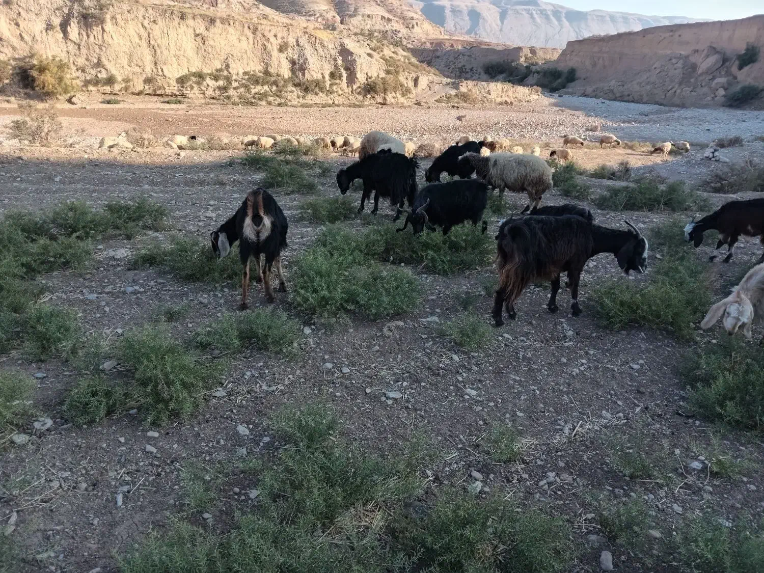 تعداد ۸ عدد بز ابستن داشتی|حیوانات مزرعه|هندمینی, |دیوار