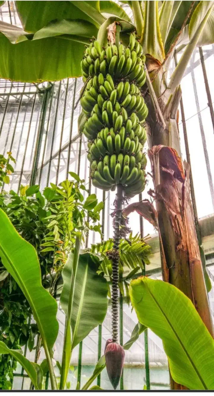 نهال درخت خرما|گل و گیاه طبیعی|قشم, |دیوار