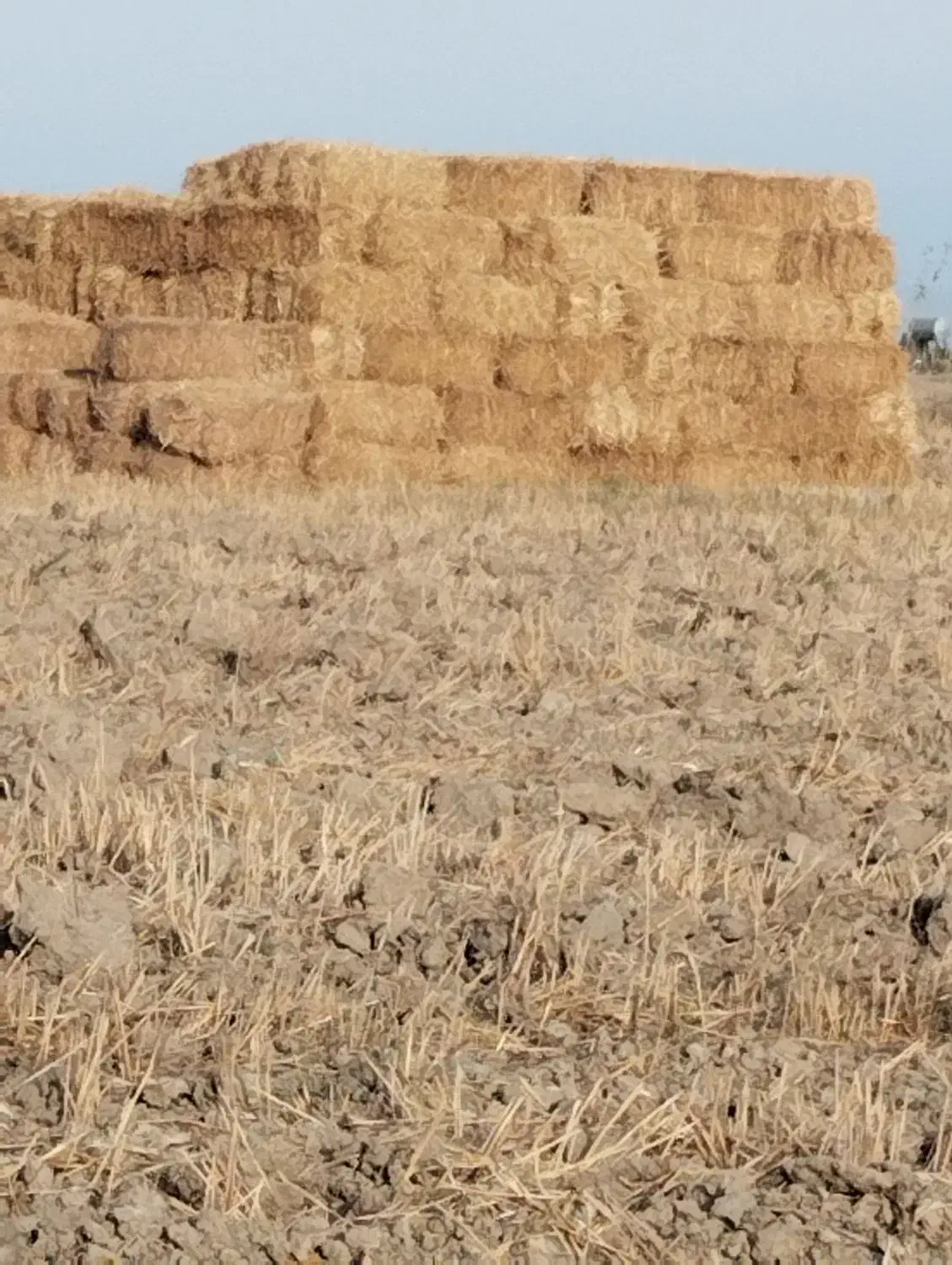 کاه گندم|حیوانات مزرعه|گمیشان, |دیوار
