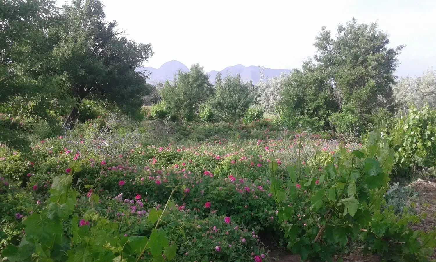 نهال بادام  اعلا|حراج|آذرشهر, |دیوار