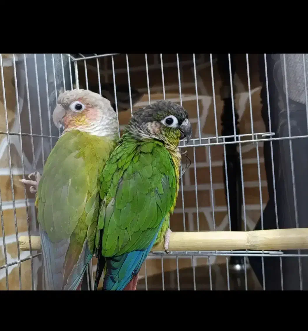 یک جفت گرینچک بازی گوش|پرنده|شهریار, شهرک وائین|دیوار