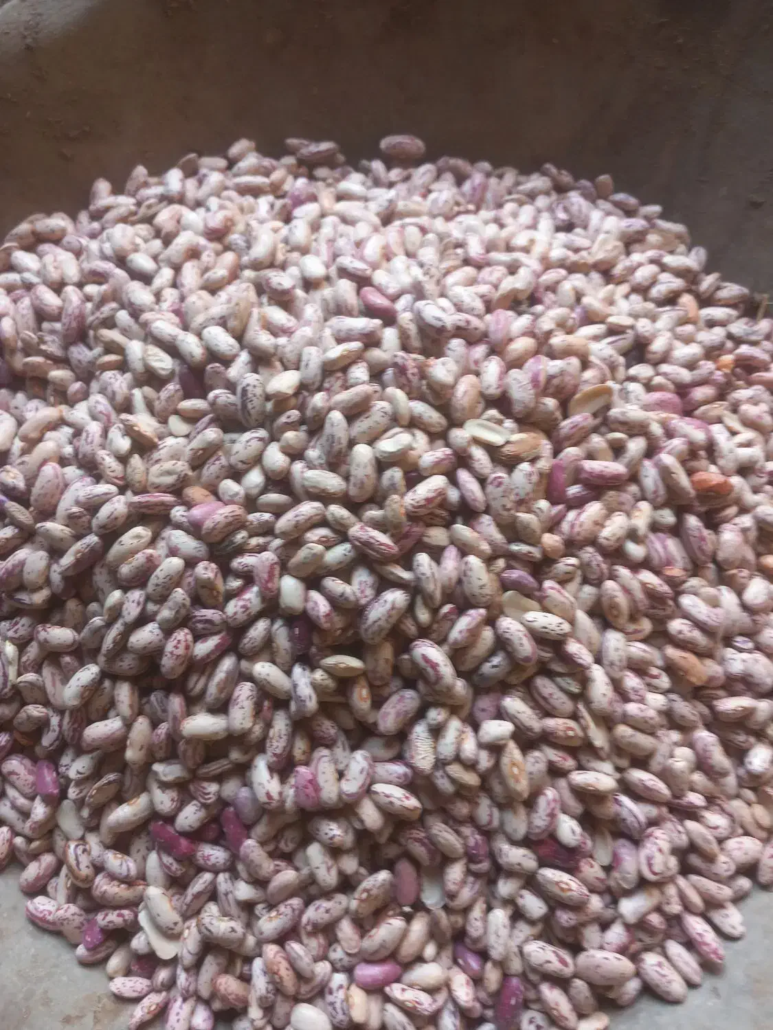 لوبیا چیتی دستچین شده|عمده‌فروشی|اردبیل, |دیوار