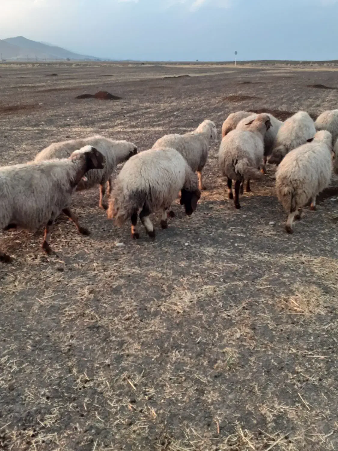 گوسفند سنجابی آبستن مایه کرده|حیوانات مزرعه|کرمانشاه, |دیوار