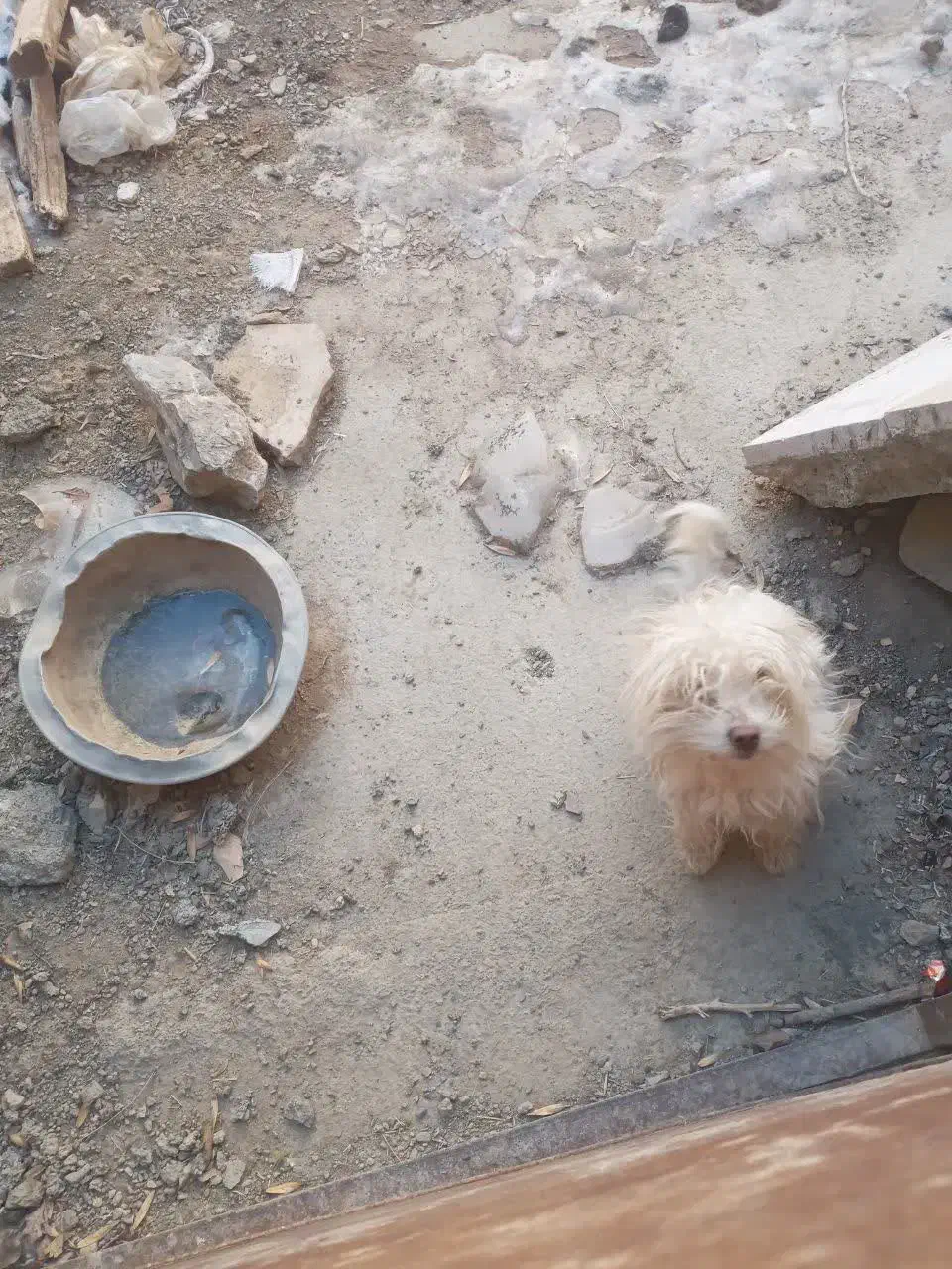 سگ مفتی|سگ|گلپایگان, |دیوار