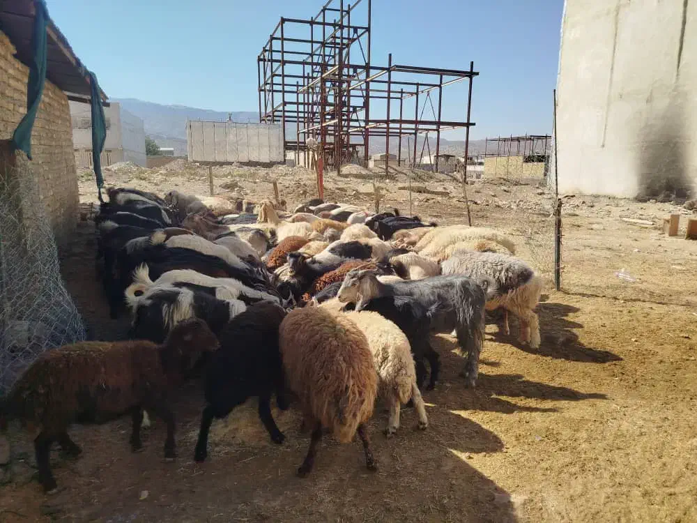 میش  بز  بره شیشک  بزغاله  تی بز|حیوانات مزرعه|خرم‌آباد, |دیوار