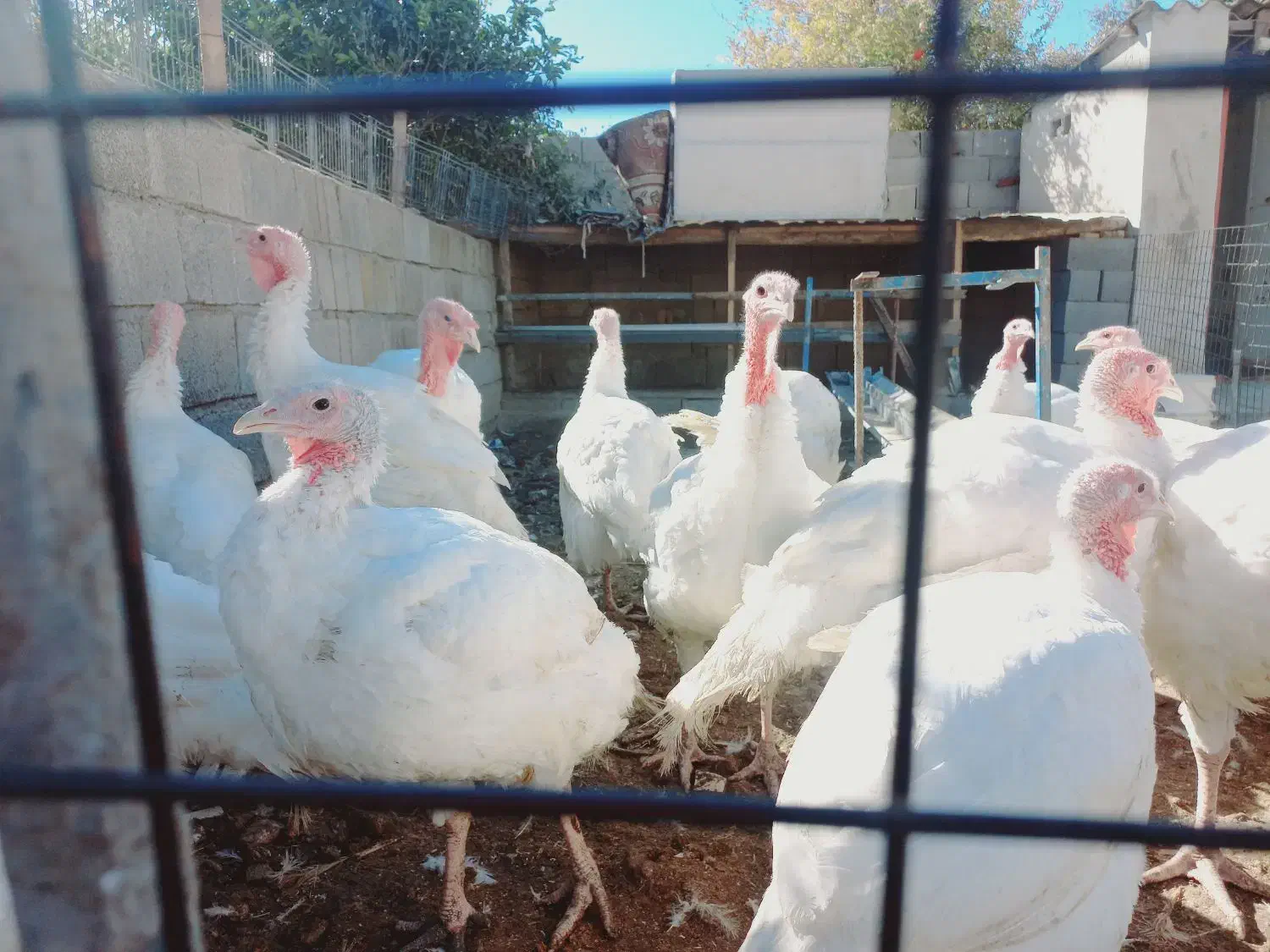 بوقلمون بیوتی|حیوانات مزرعه|گنبد کاووس, |دیوار