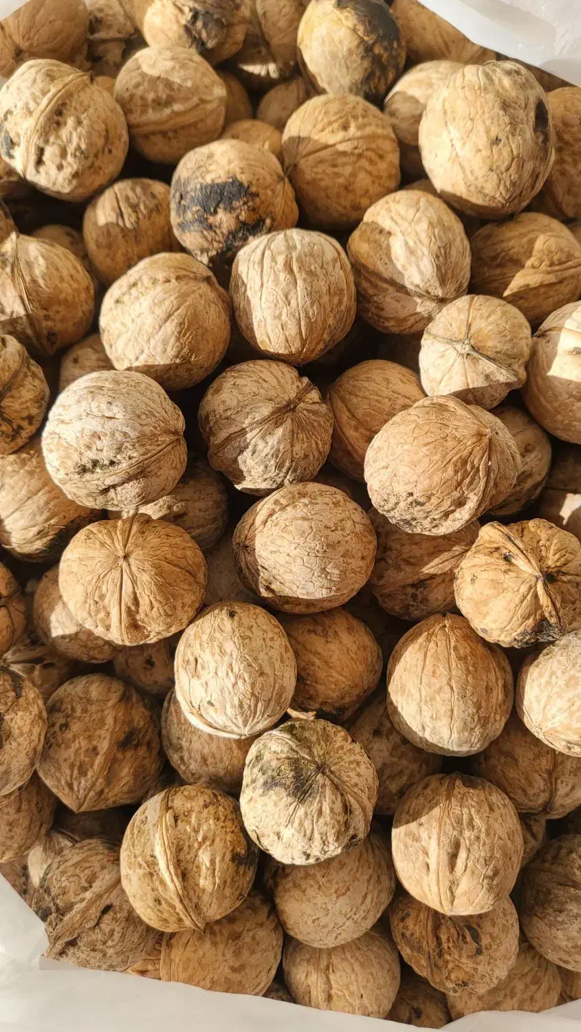 گردو دماوند چرب و خوش مغز|خوردنی و آشامیدنی|فیروزکوه, |دیوار