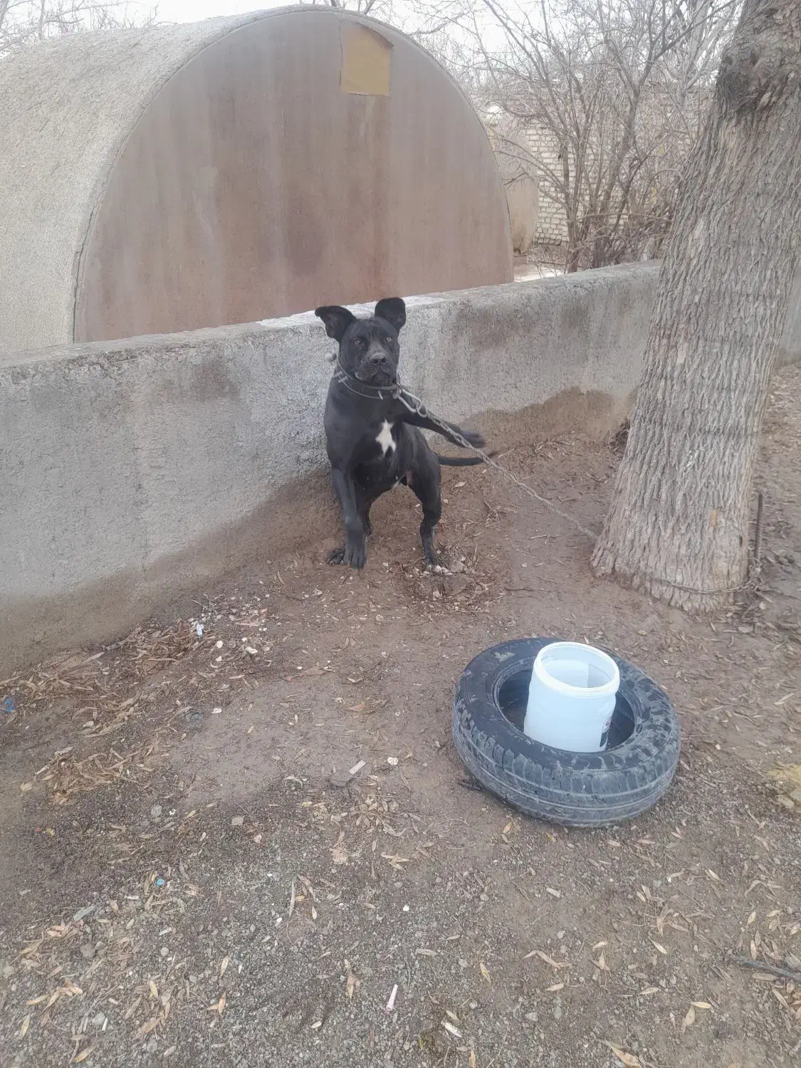 سگ کن کورسو|سگ|تربتحیدریه, رباط سفلی|دیوار