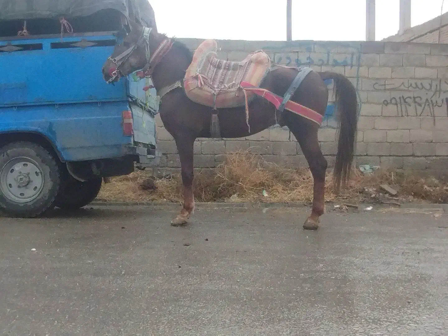 اسب باری با اخته رمانتی|اسب و تجهیزات اسبسواری|میاندوآب, |دیوار
