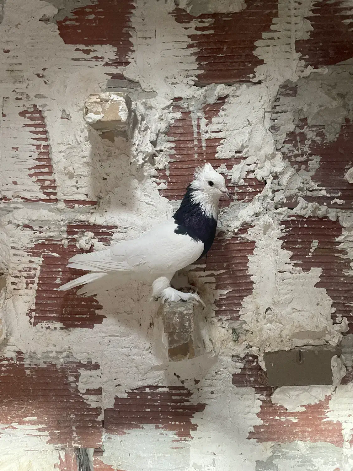 کبوتر طوقی دم سفید|پرنده|زرند, |دیوار