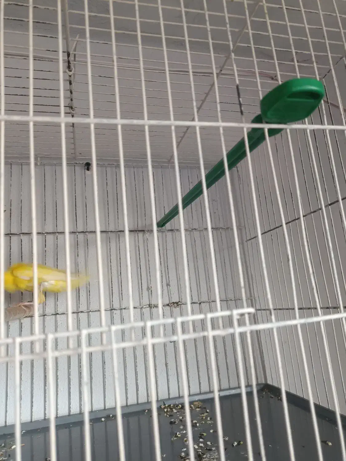 قناری طلایی جیبر|پرنده|شیراز, شاهچراغ|دیوار