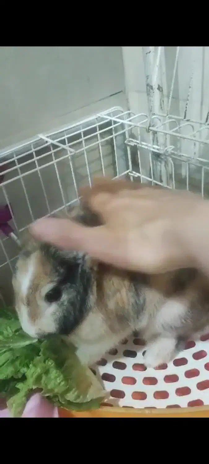 واگزاری یک خرگوش مینی لوپ نر|موش و خرگوش|نسیم‌شهر, |دیوار