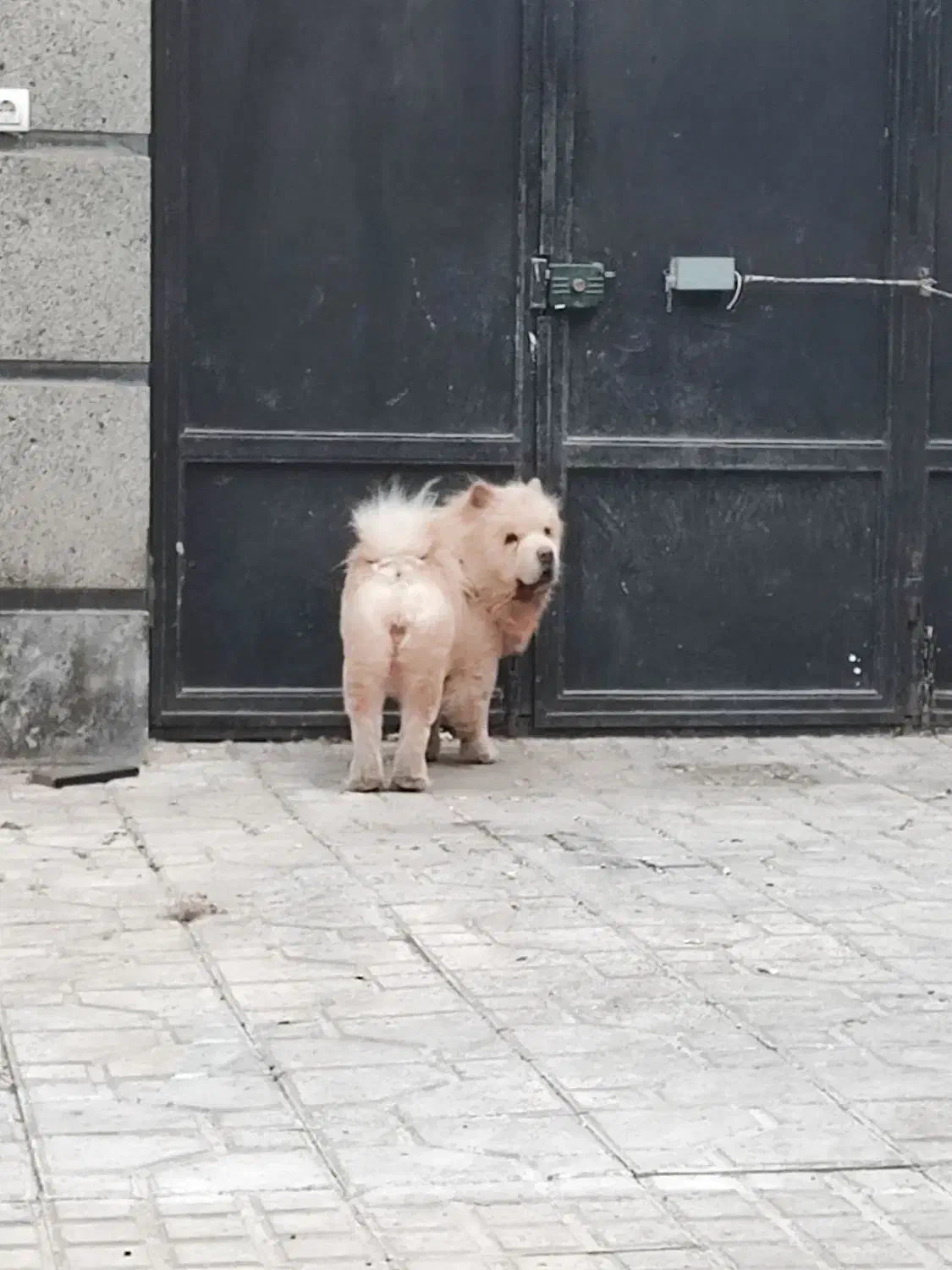 سگ چاو چاو chow chow|سگ|پاکدشت, پاکدشت (مامازند)|دیوار