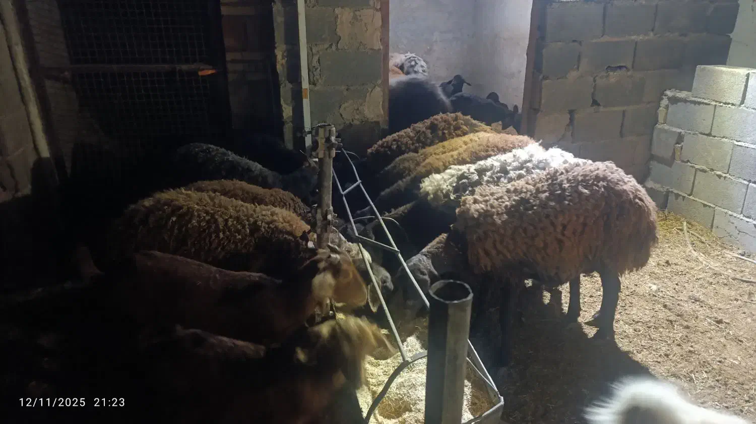 میش افشاری اصل|حیوانات مزرعه|زارچ, |دیوار