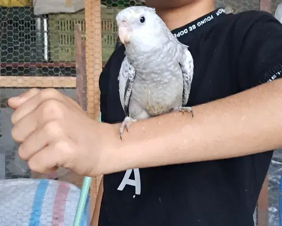 فروش طوطی از سرلاکی تا بالغ|پرنده|نوشهر, |دیوار