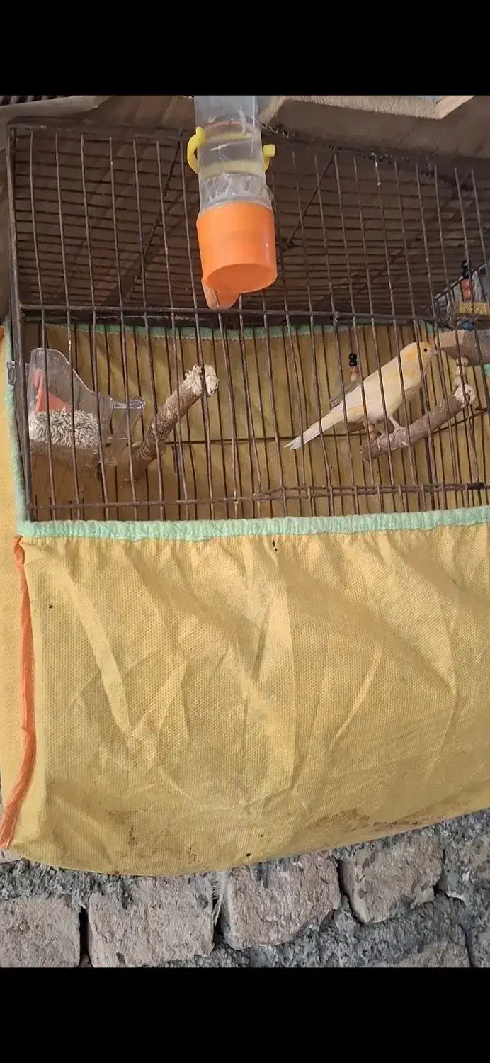 یک عدد قناری سرامیکی مست جوانه|پرنده|گرگان, |دیوار