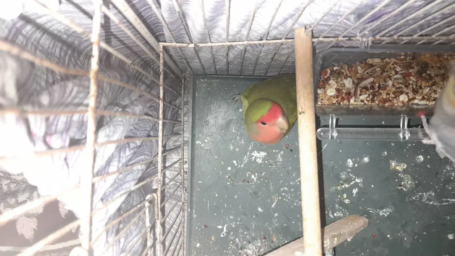 طوطی کوتوله بریزلی|پرنده|بندرعباس, |دیوار