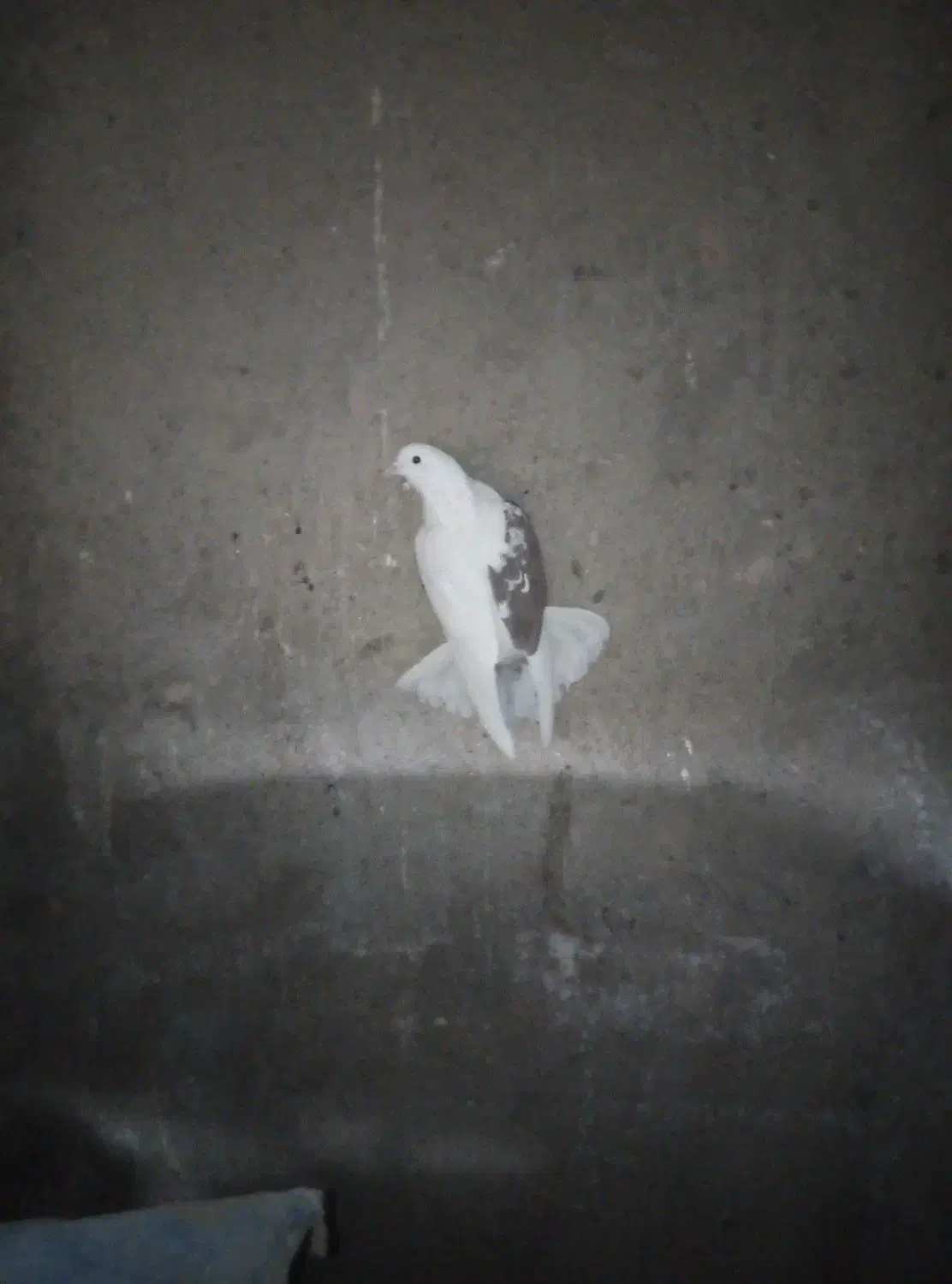 نروماده|پرنده|محلات, |دیوار