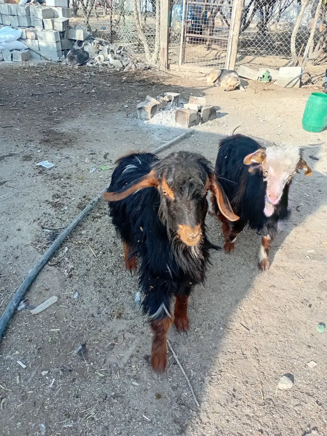 بزغاله شهریار باغسان|حیوانات مزرعه|احمدآبادمستوفی, |دیوار