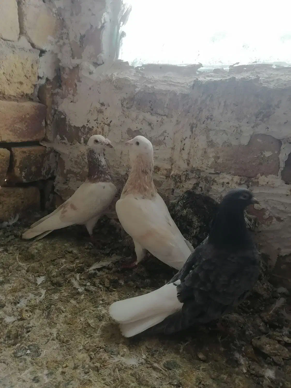 سار|پرنده|بجنورد, |دیوار