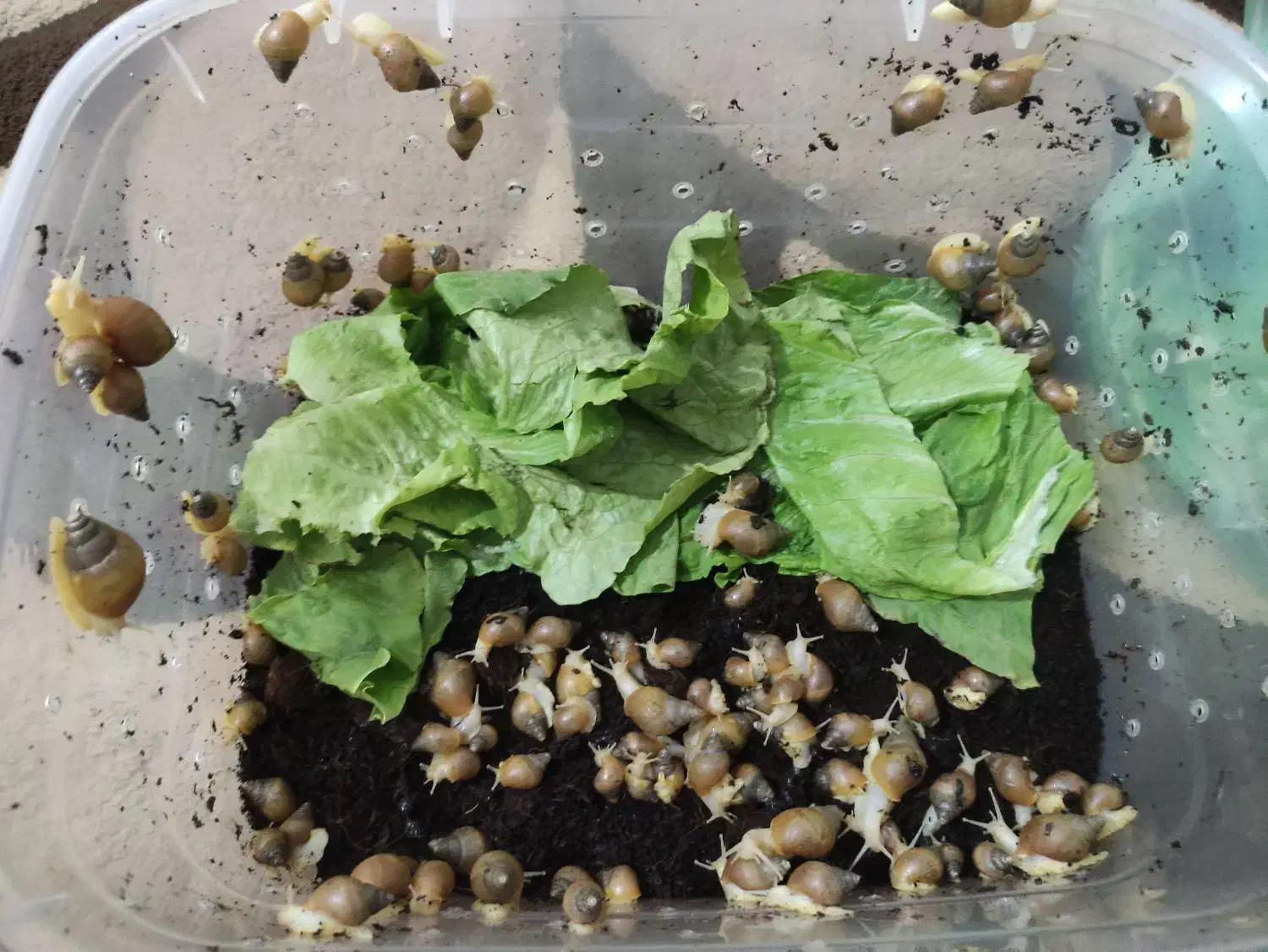 حلزون آلبینو|خزنده|ارومیه, |دیوار