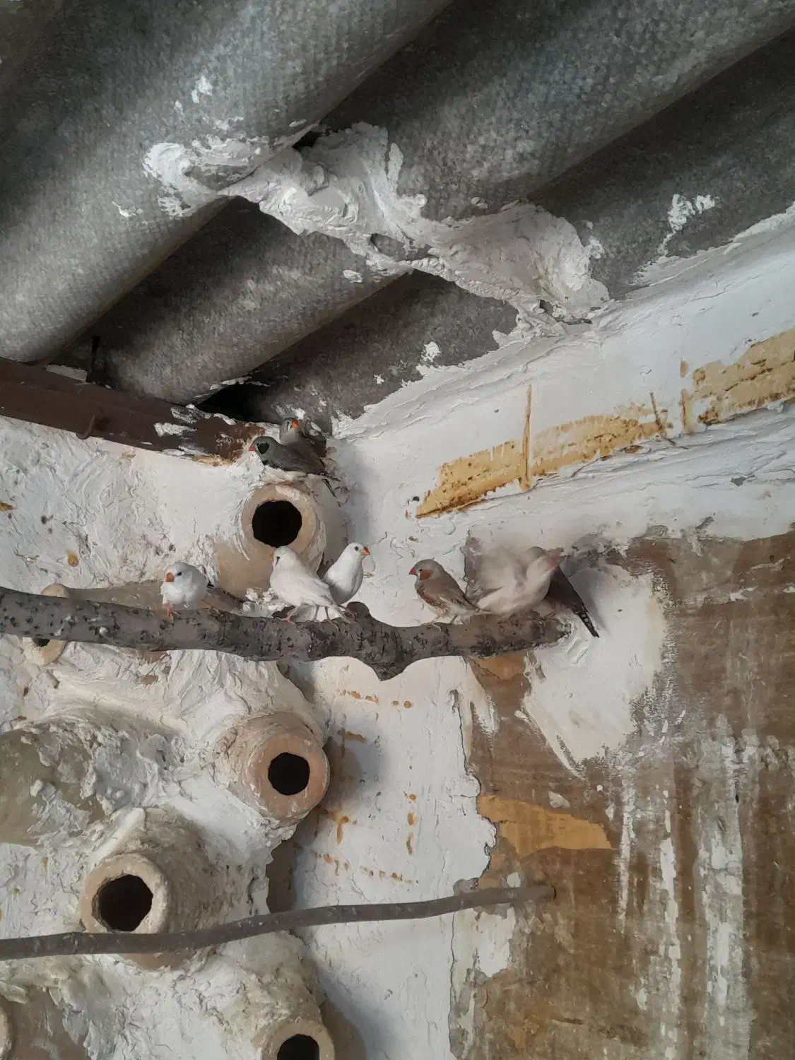 فنج مولد|پرنده|بندر ترکمن, |دیوار