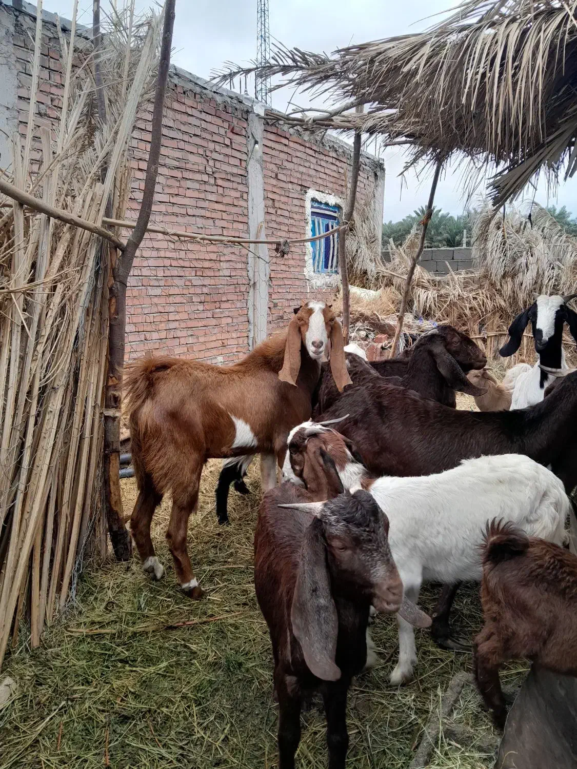 بزرشتی|حیوانات مزرعه|ریگان, |دیوار