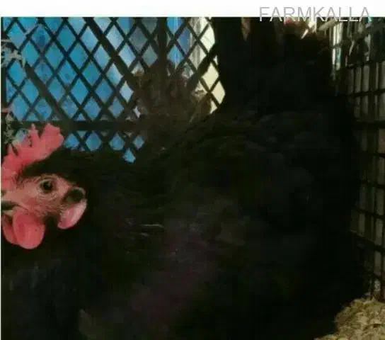 مرغ کرچ|حیوانات مزرعه|مشگین شهر, |دیوار