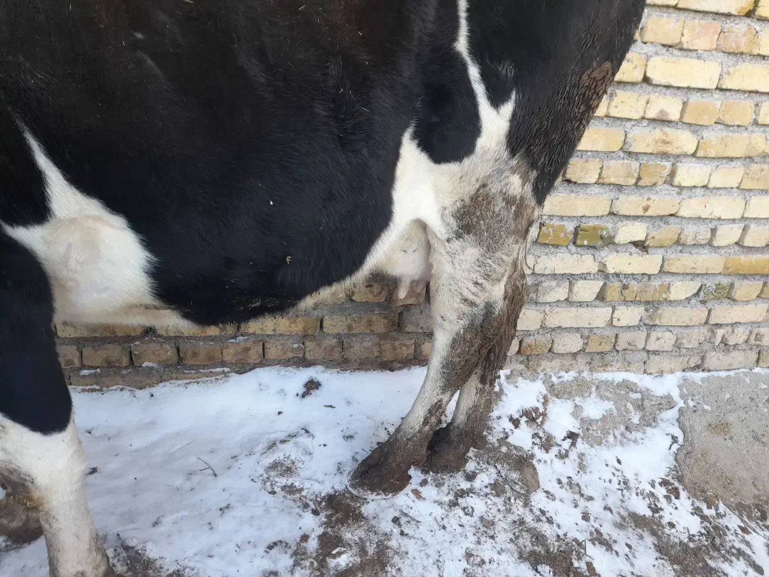 گاوشیری|حیوانات مزرعه|ضیاء آباد, |دیوار