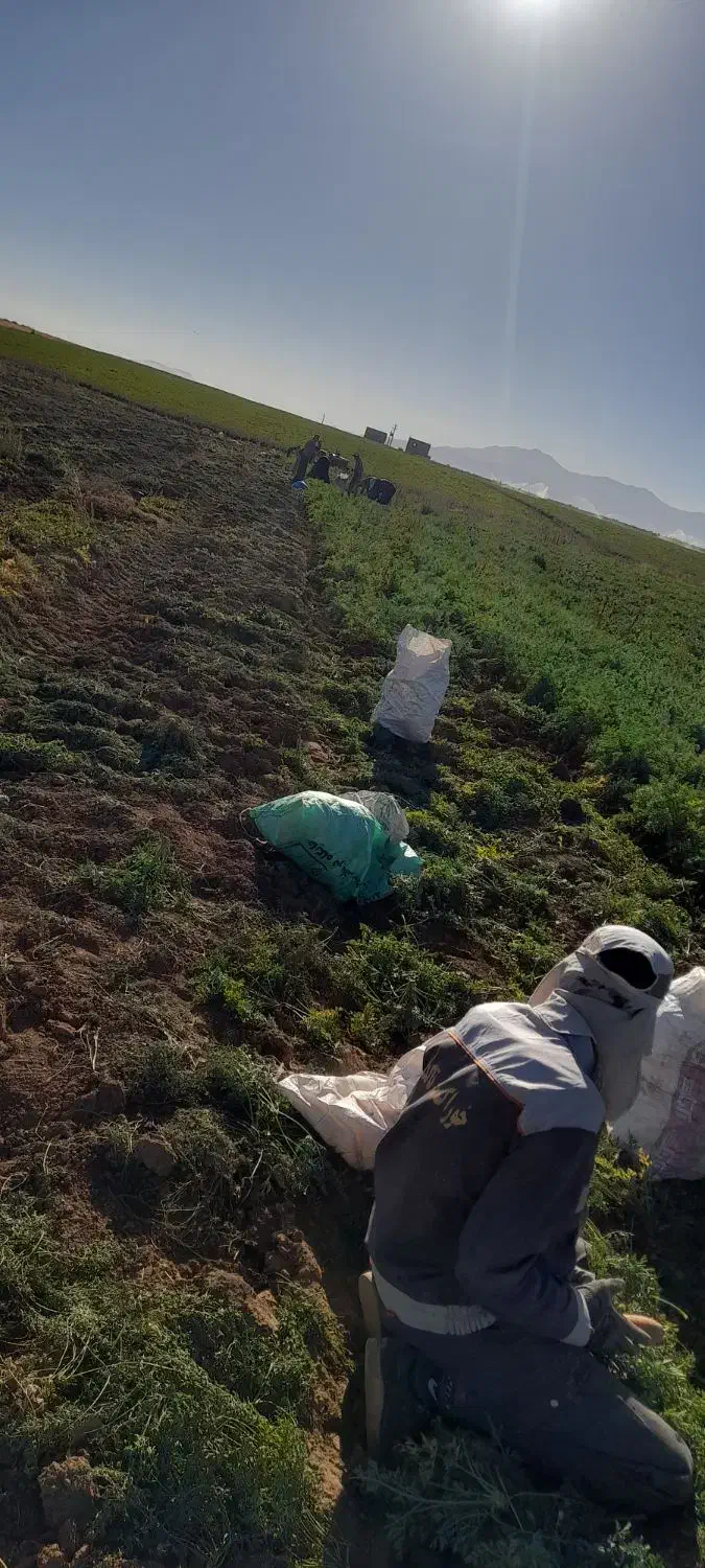 چن تا دوست برای سیب جمع کردن|خدمات باغبانی و درختکاری|سنقر, |دیوار