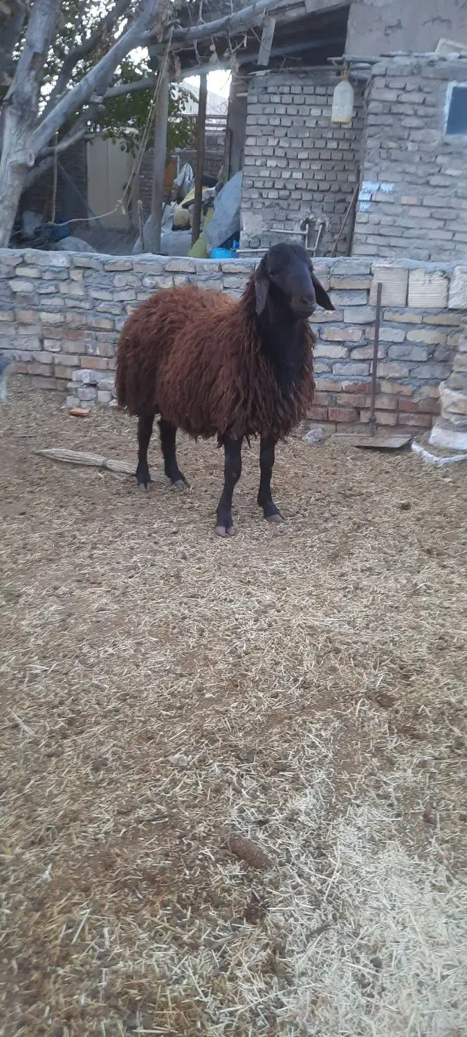 بره قوچ همو|حیوانات مزرعه|نیشابور, دهنو|دیوار