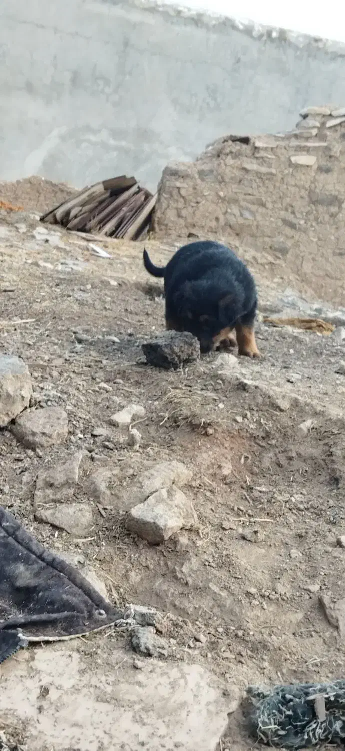 توله میکس ژرمن|سگ|کرمانشاه, |دیوار