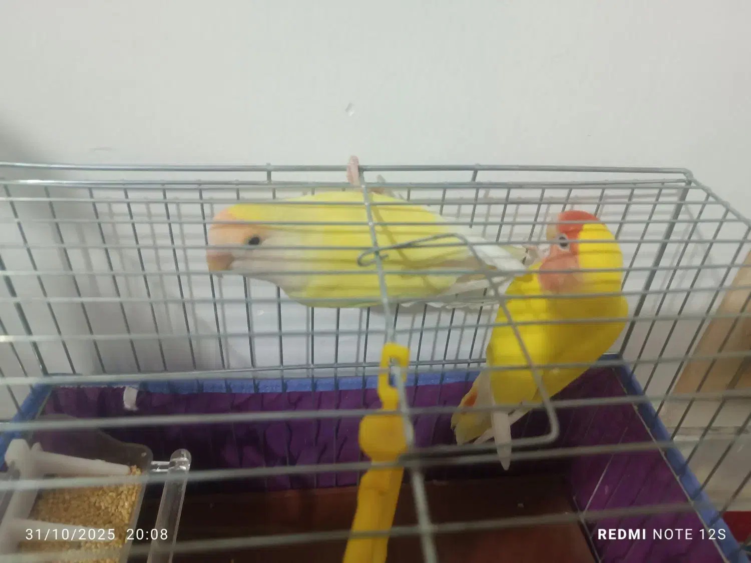 طوطی برزیلی رنگ خاص|پرنده|بم, |دیوار