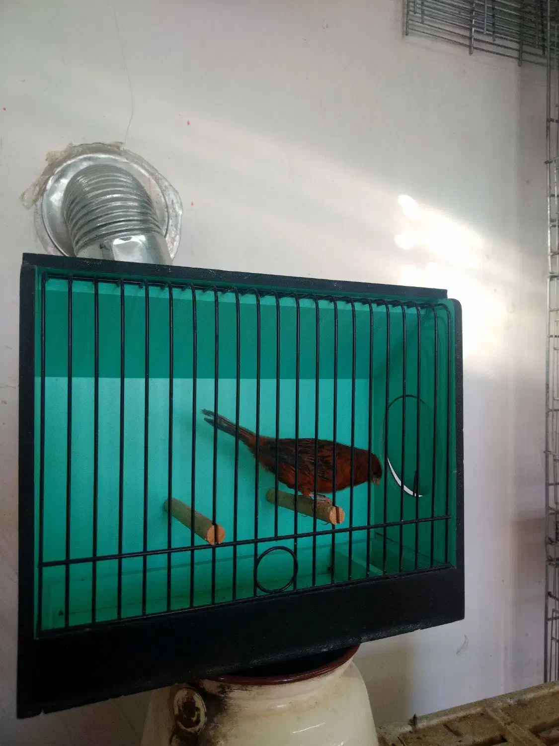 قناری|پرنده|اردبیل, |دیوار