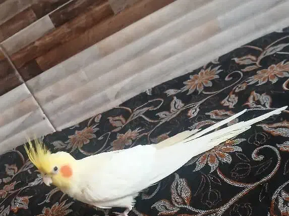 عروس هلندی نر|پرنده|رفسنجان, |دیوار