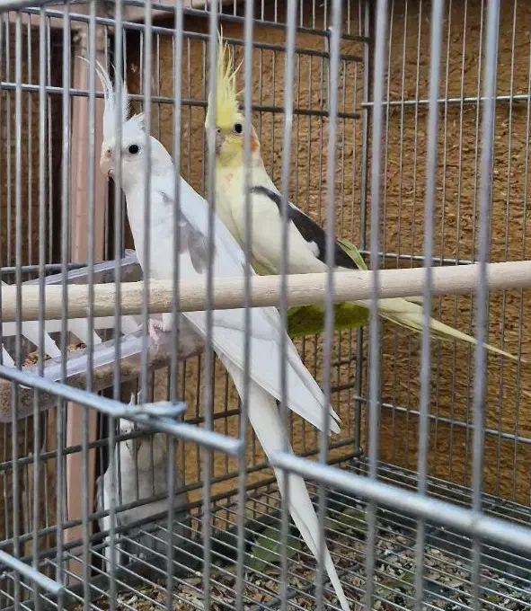 فروش عروس هلندی مولد در جم|پرنده|جم, |دیوار