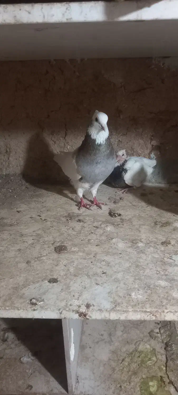 کبوتر طوقی|پرنده|اقبالیه, |دیوار