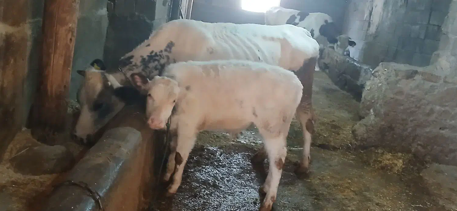 گاو بلژیکی|حیوانات مزرعه|سنندج, |دیوار