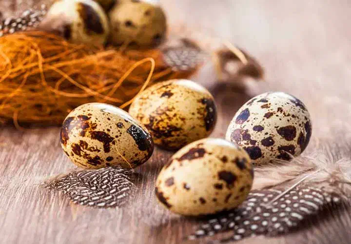 تخم بلدرچین خوراکی|خوردنی و آشامیدنی|شیراز, بازار|دیوار