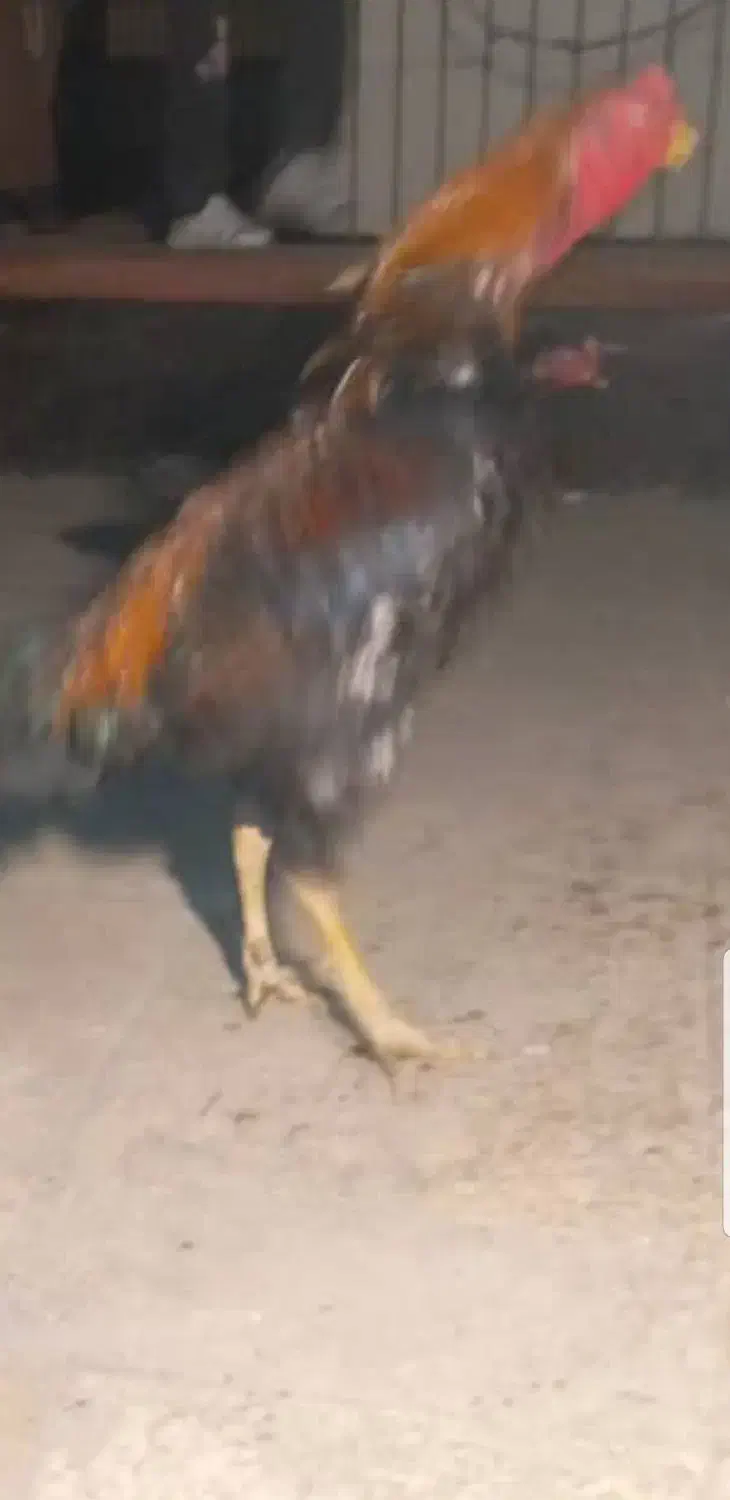 خروس لاری|حیوانات مزرعه|تهران, قیطریه|دیوار