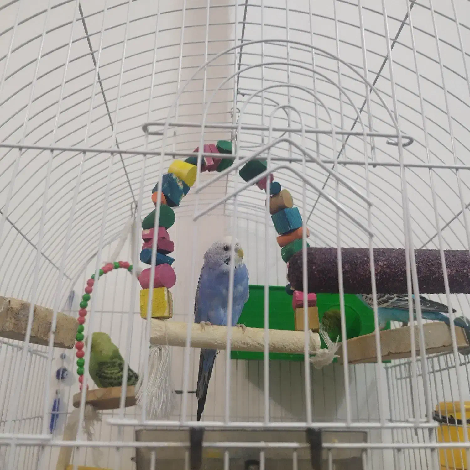 مرغ عشق|پرنده|تهران, شهرک فردوس (حسینی)|دیوار