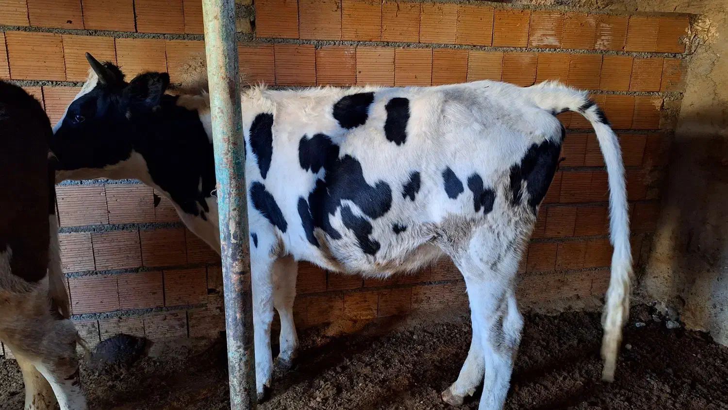 تلیسه از یک ماه ابستن تا ۶ ماه|حیوانات مزرعه|شیروان (خراسان), |دیوار