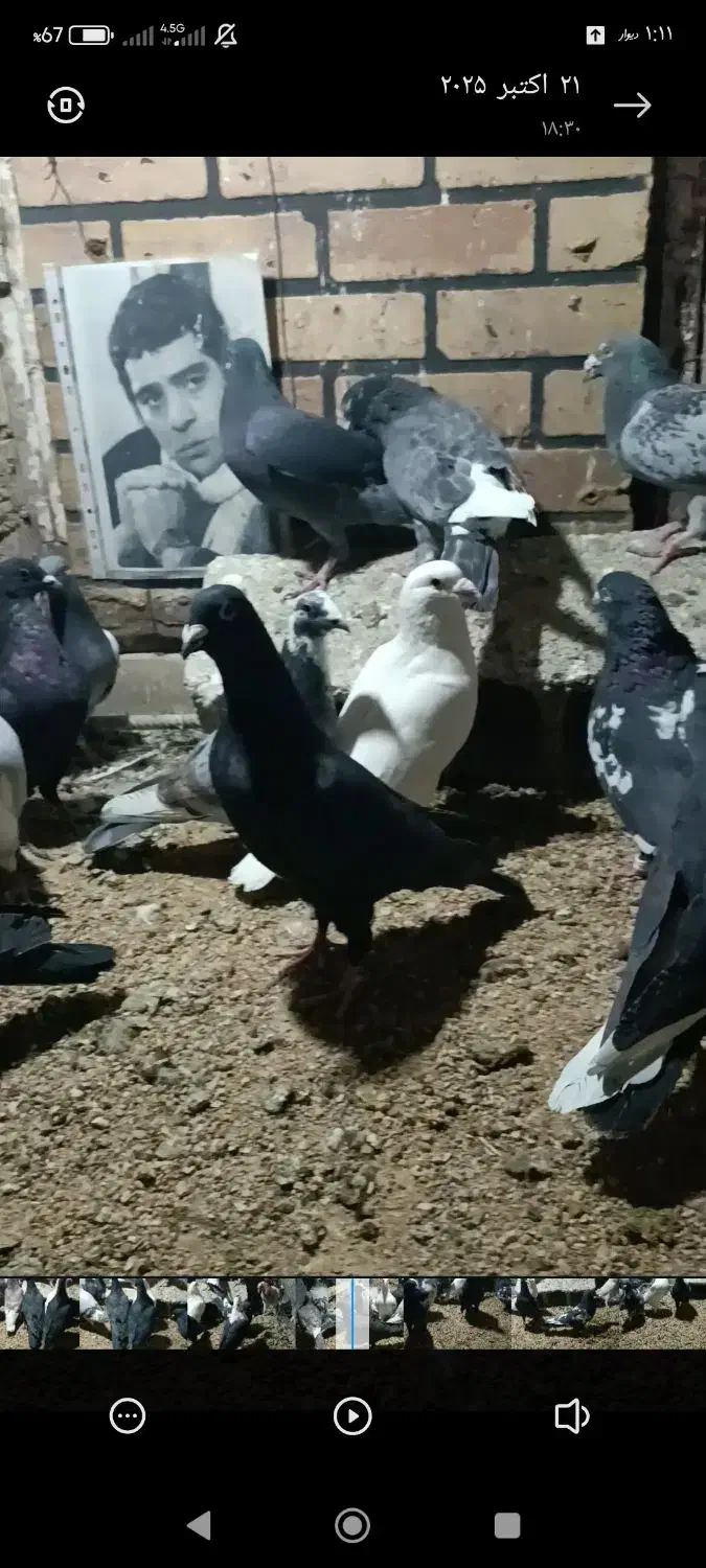 کفتر|پرنده|شیراز, شهرک گلستان|دیوار