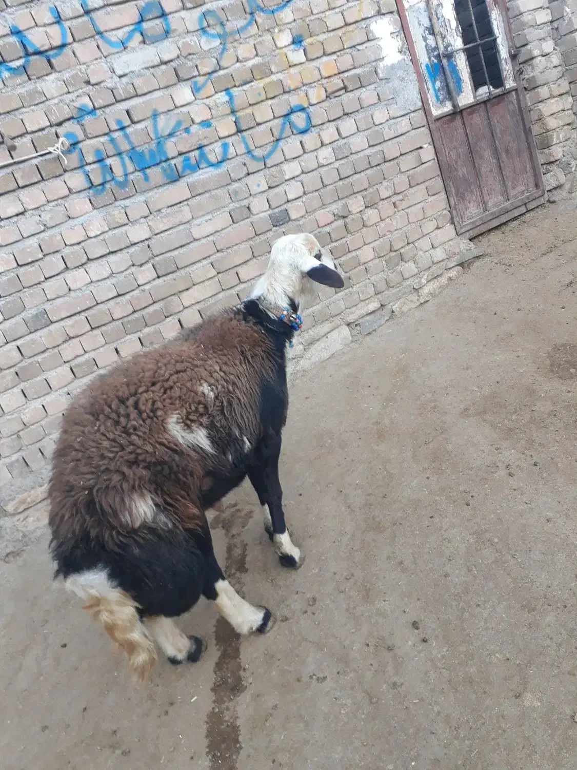 بره قوچ|حیوانات مزرعه|بروجرد, |دیوار